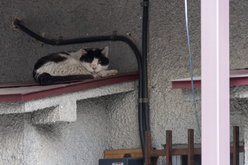 府中市の猫