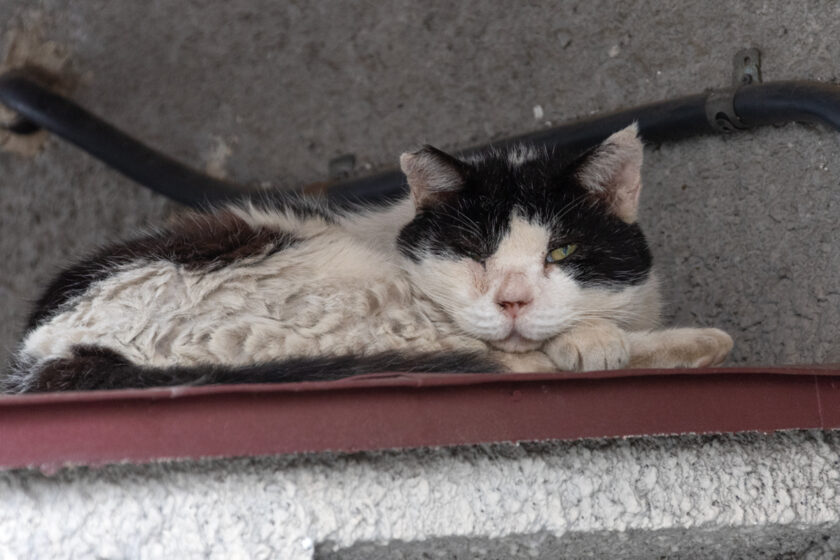 府中市の猫