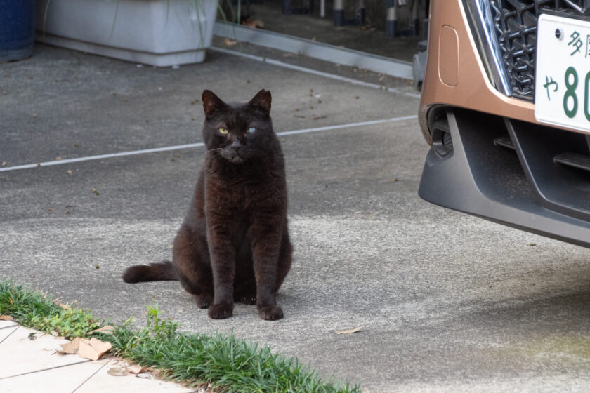 府中市の猫