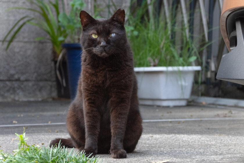 府中市の猫