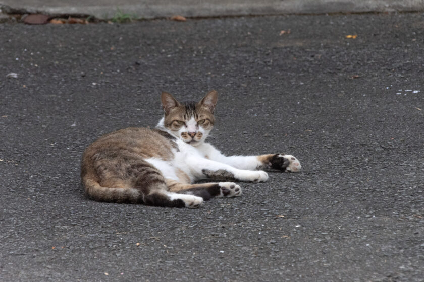 府中市の猫