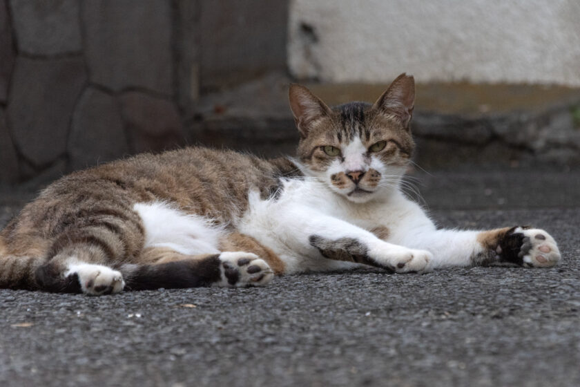 府中市の猫