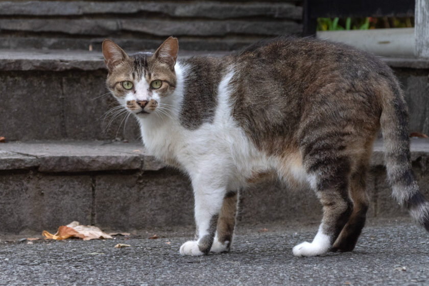 府中市の猫