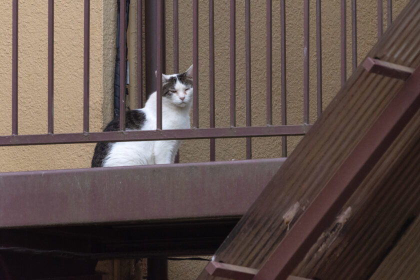 府中市の猫
