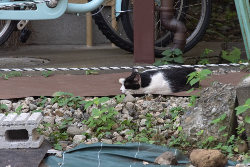 府中市の猫