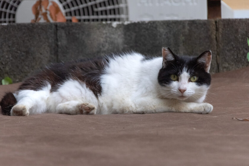 府中市の猫