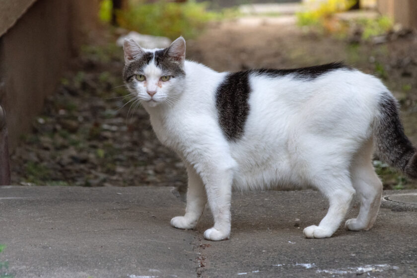 府中市の猫
