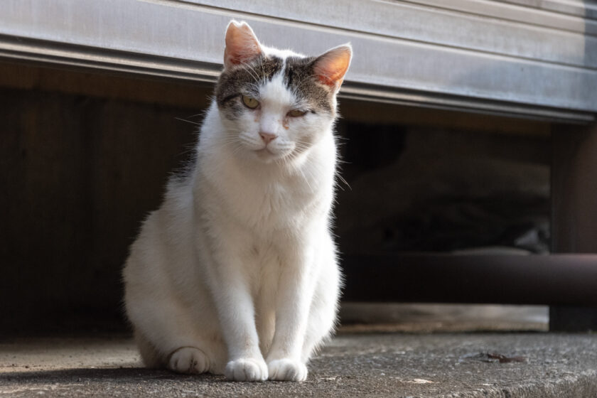 府中市の猫