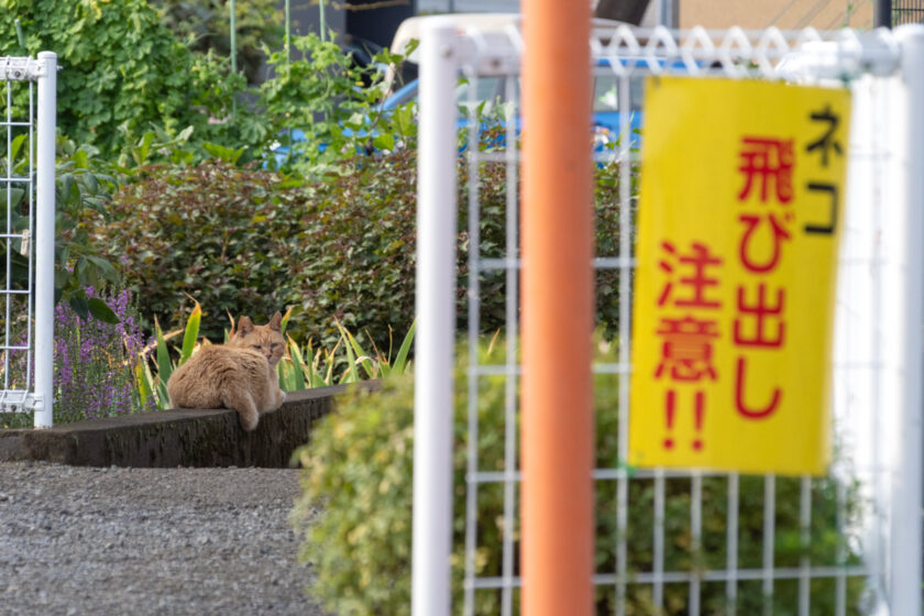 府中市の猫
