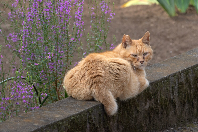 府中市の猫
