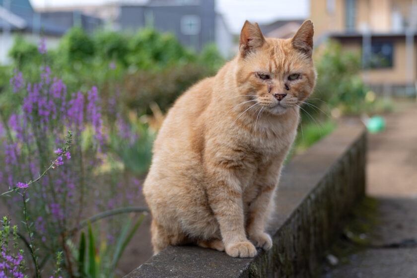 府中市の猫