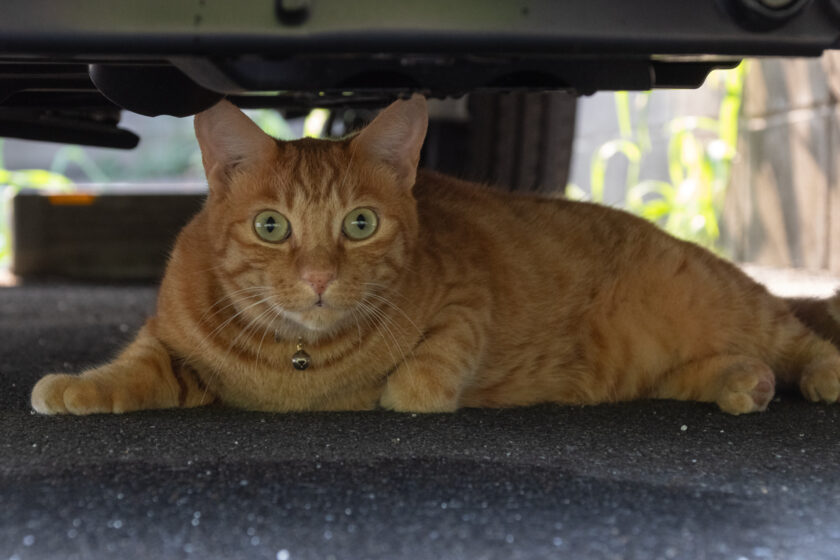 府中市の猫