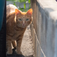 府中市の猫