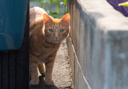 府中市の猫