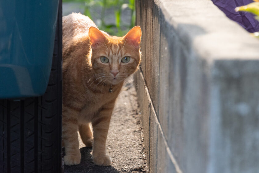 府中市の猫