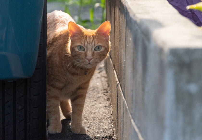 府中市の猫