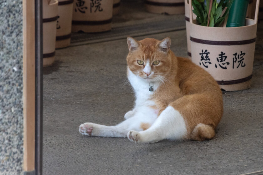 府中市の猫