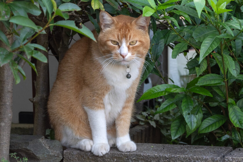 府中市の猫