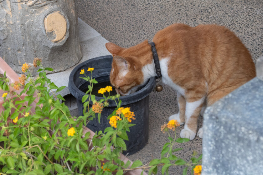 府中市の猫