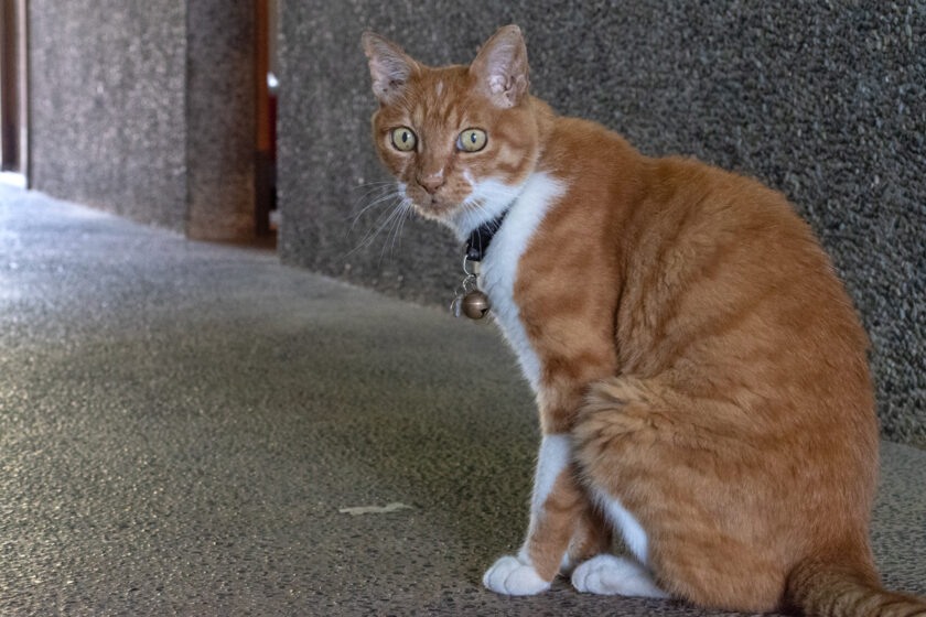 府中市の猫