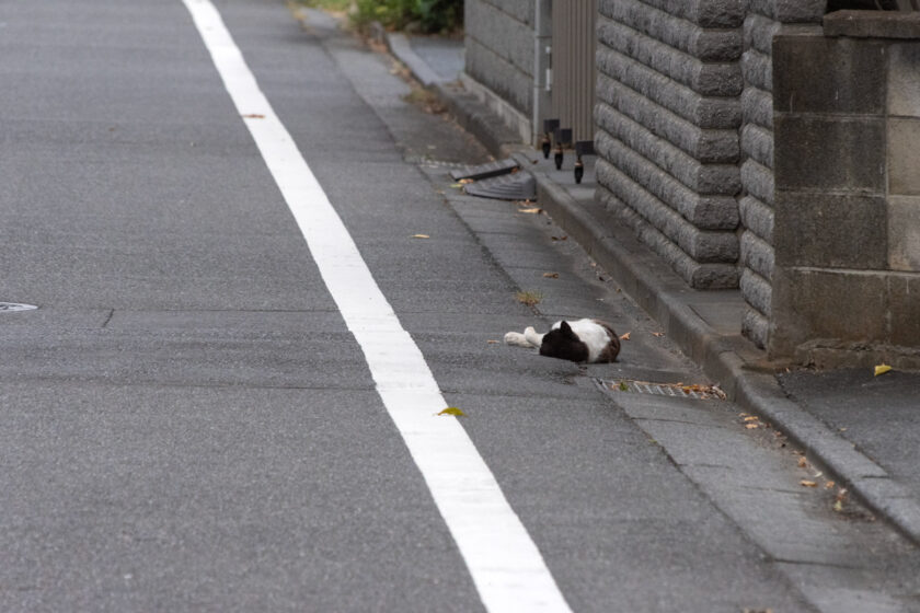 府中市の猫