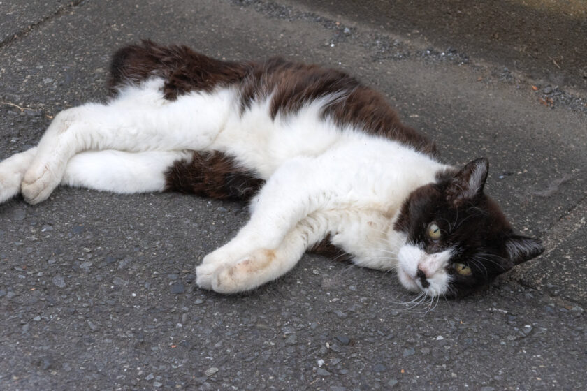 府中市の猫