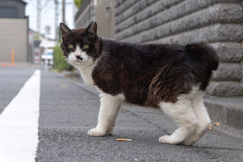 府中市の猫
