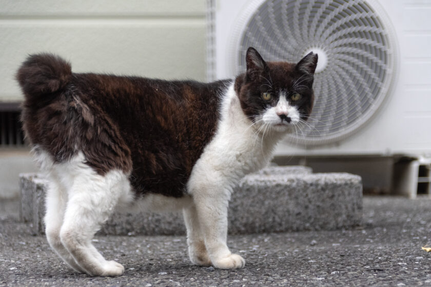 府中市の猫