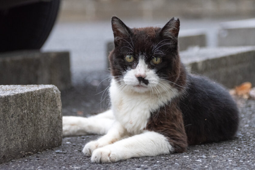 府中市の猫