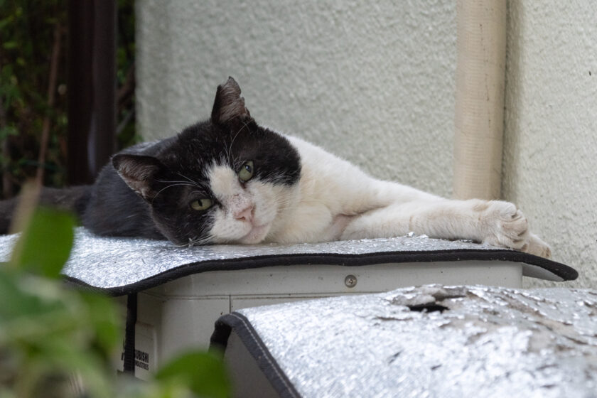 国立市の猫