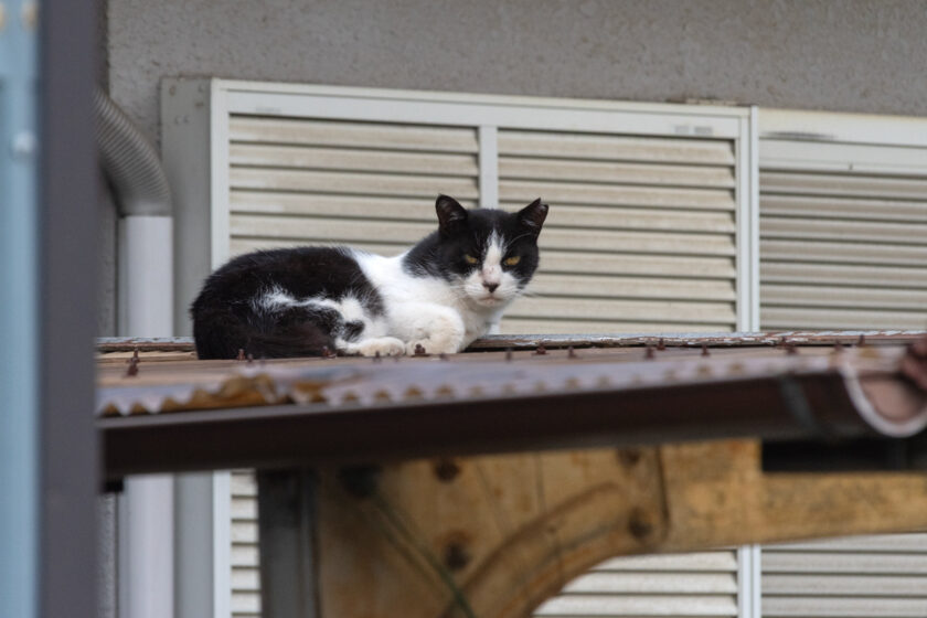 国立市の猫
