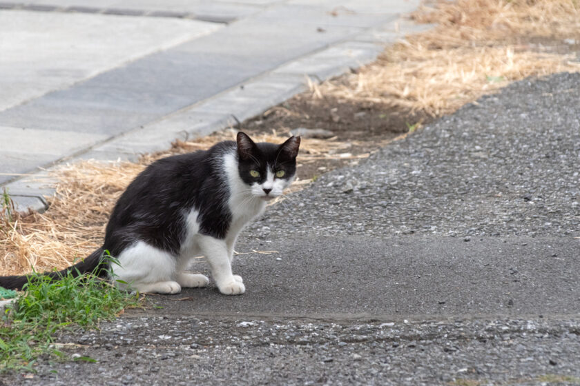立川市の猫