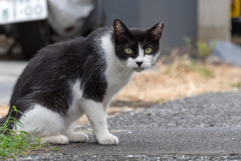 立川市の猫