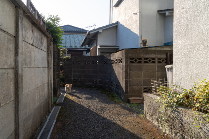 昭島市の猫