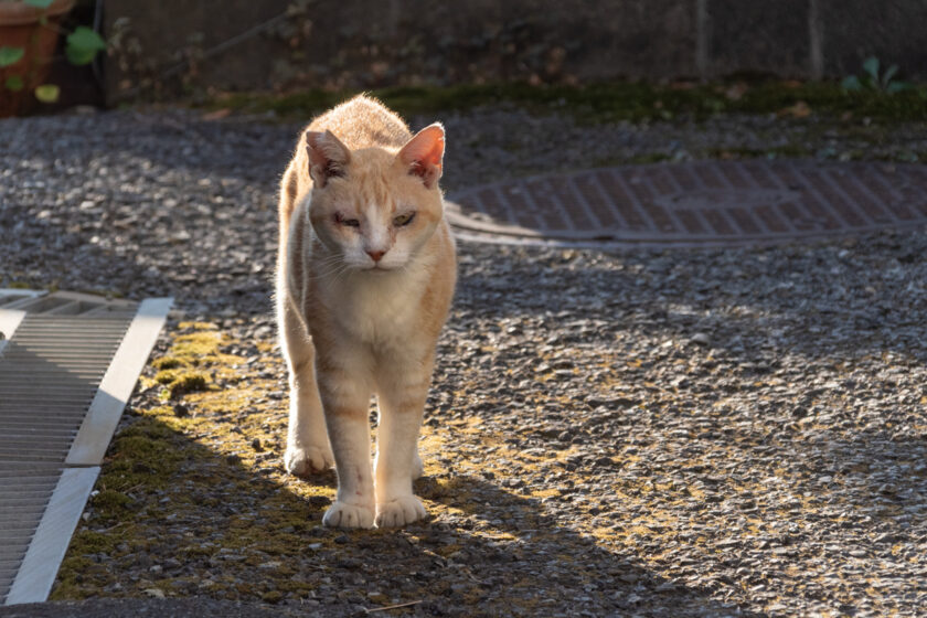 昭島市の猫