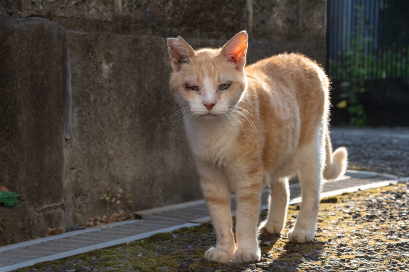 昭島市の猫