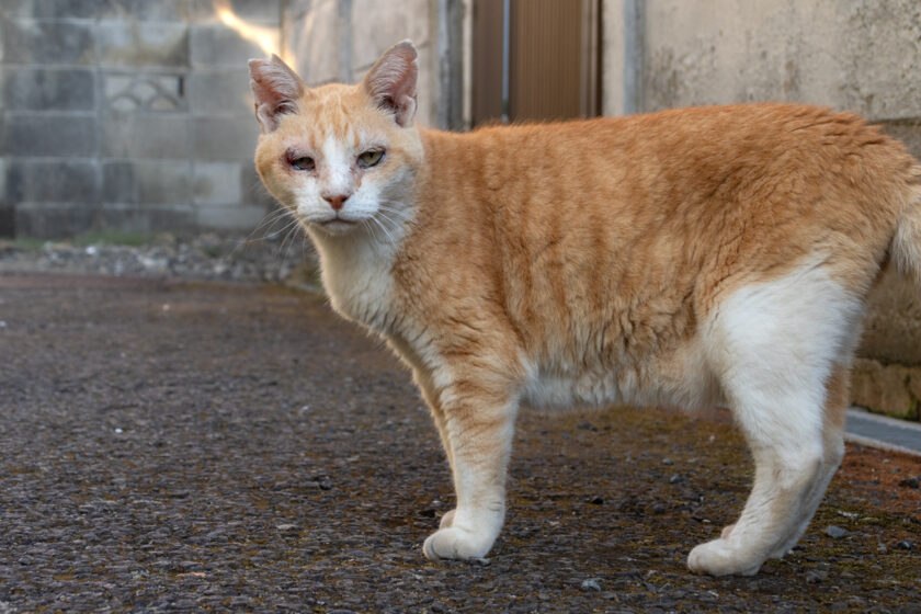 昭島市の猫