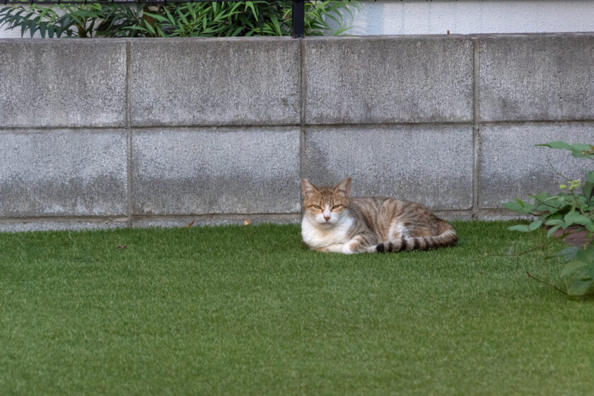 昭島市の猫