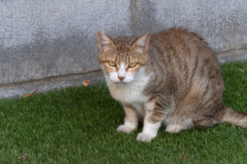 昭島市の猫