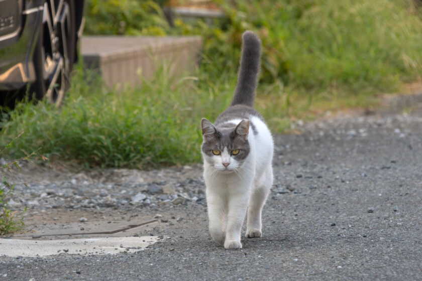 立川市の猫