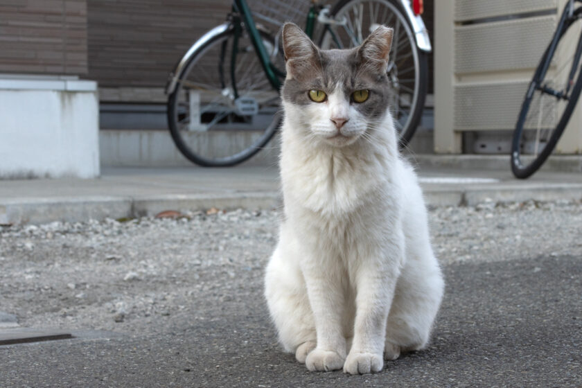 立川市の猫