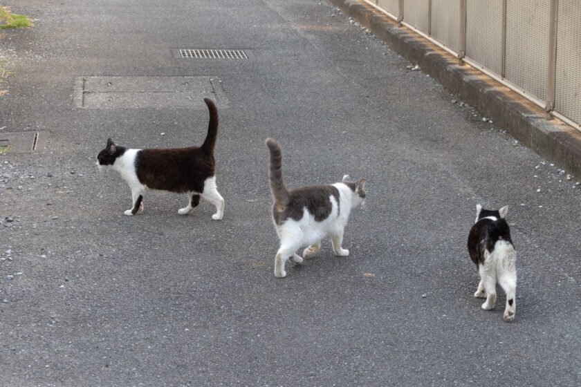 立川市の猫
