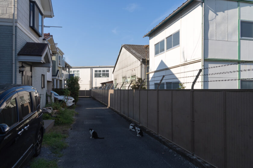 立川市の猫