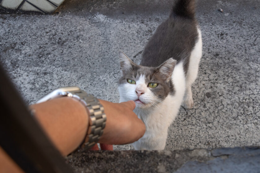 立川市の猫