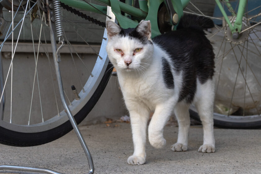立川市の猫