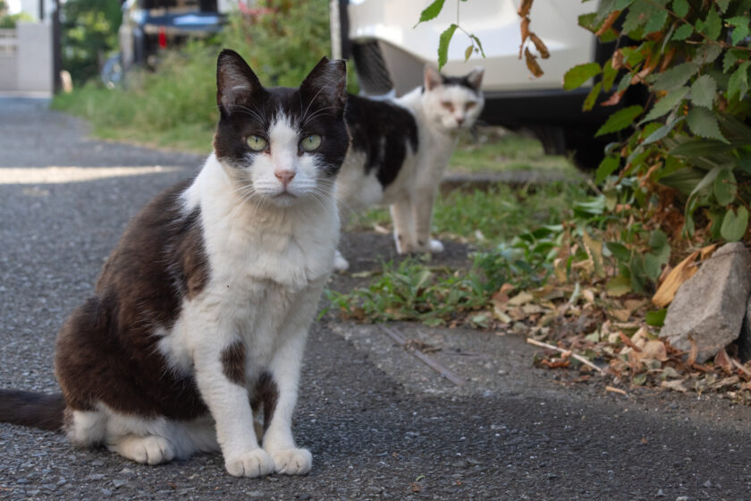 立川市の猫