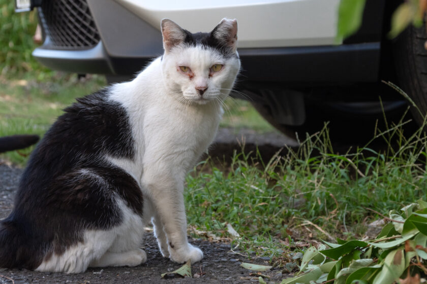 立川市の猫