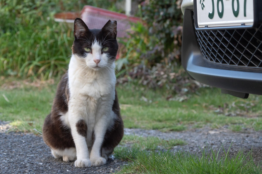 立川市の猫