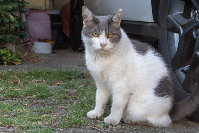 立川市の猫