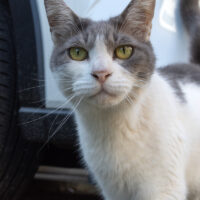 立川市の猫